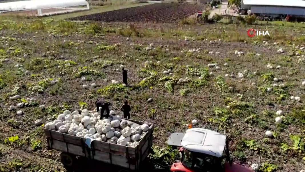 O ilimizde yetişiyor: Almanlar ve İtalyanlar kapış kapış alıyor! Çorba, lokum, marmelat, reçel yapılıyor 11